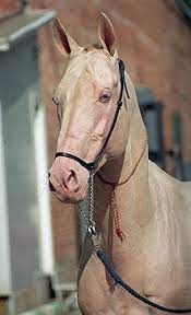 For 3,000 years the teke tribe living in turkmenistan's akhal. Today S Horse Facts The Akhal Teke Horse Facts By Marsha Hubler