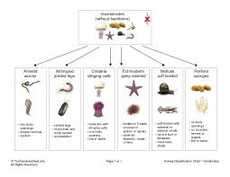 Chart Invertebrates