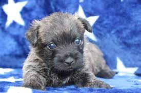 Linda Martin Has Cairn Terrier Puppies For Sale In Goshen In On Akc Puppyfinder Cairn Terrier Puppies Puppies For Sale Cairn Terrier