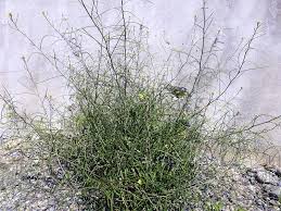 Image result for Sisymbrium orientale