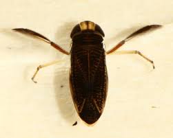 Image result for Corixidae