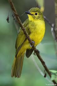 Birds Of A Feather New Vegas Bug Birds Yellow Browed Bulbul Bulbul Birds Yellow