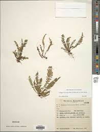 Image result for Lellingeria