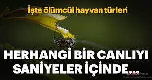 Olumcul 12 Hayvan Turu Galeri Yasam