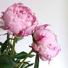 Happy Saturday Today I Find Myself Craving Peony Season What About You Have You Seen That Whole Ok Christmas Summer Memes Peonies Season Christmas Is Over