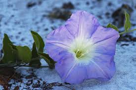 Image result for Bonamia