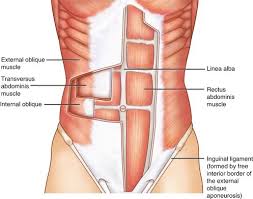 Muscles of the torso anterior. Anatomy Of The Abdominal Wall Springerlink