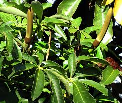 Image result for Pachira glabra