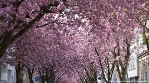 The secret life of my secretary (2019, episode 1). Cherry Blossoms Mesmerize Tourists In Bonn Lifestyle Dw 16 04 2018