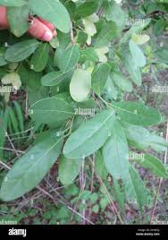 Image result for Hymenocardia