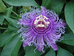 Some bloom just once, others bloom all summer. 10 Unusual Perennials Garden Down South