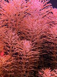 Image result for Rotala gossweileri