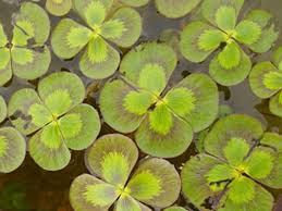 Image result for Marsilea nubica
