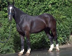 Cheap black horses for sale. 6 Beautiful Black Horses For Sale This Week Horse Hound