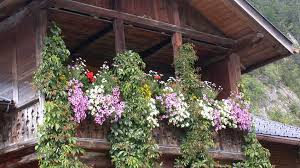 Sep 06, 2018 · 5 piante pendenti da esterno per decorare il balcone o il terrazzo la primavera sta per lasciare spazio all'estate, se non hai già provveduto è il momento di riempire di verde il terrazzo o il balcone. Piante Da Balcone Per Ogni Stagione Jumbo Markt Ag Der Schweizer Baumarkt Jumbo Markt Ag Der Schweizer Baumarkt
