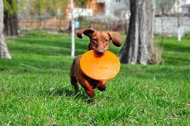 Check spelling or type a new query. Atlanta Humane Society Offers Free Dog Adoption For Military Veterans