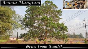 Image result for Acacia mangium