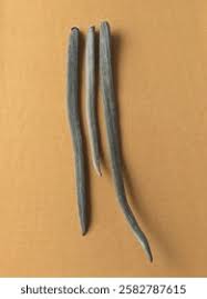 Image result for Markhamia obtusifolia