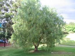 It is native to the peruvian andes. Ornamental Shrubs And Trees California Pepper Tree Mastic Tree Peppercorn Tree Peruvian Mastic Tree Pink Pepper Peruvian Pepper Schinus Molle Photo Cultivation And Maintenance Planting And Watering Characteristics And Description Seedlings
