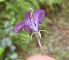 Image result for Monopsis