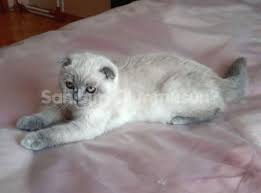 Orijinal Blue Point Scottish Fold Scottish Fold Hayvan Aslan