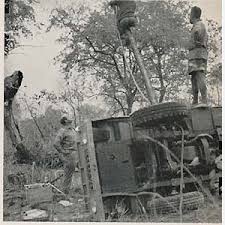 Image result for Androstachys johnsonii