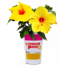 Image result for Hibiscus pusillus