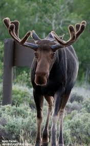 A Moose Has Heavier Antlers Than Those Of Any Other Kind Of Deer More A Moose Ing Facts Moose Animals Moose Pictures