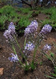 Image result for Schizocarphus