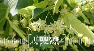 Le Comptoir Des Plantes Le Tilleul Un Arbre Aux Multiples Vertus En 2020 Recettes De The Fleur De Tilleul Plante