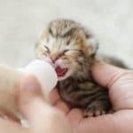 How To Bottle Feed Kittens Bechewy
