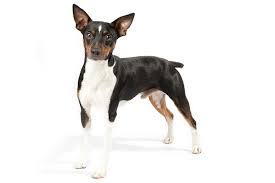 With good dog care, you can extend the life span of your rat terrier to over 25 years. Rat Terrier Dog Breed Information