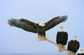 Bird With Wings Spread Out Perched Bald Eagle Bald Eagle Spreads Its Wings While Perched On A Drift Wood Branch Bald Eagle Eagle Pictures Eagles