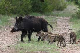 RÃ©sultat de recherche d'images pour "animaux sauvges de forÃªt du nord du Rif Maroc  images"