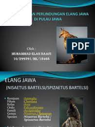 Maybe you would like to learn more about one of these? Upaya Pelestarian Elang Jawa Di Pulau Jawa Serta Pdf