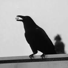 Don T Bite The Hand That Feeds You Gif Https Encrypted Tbn0 Gstatic Com Images Q Tbn 3aand9gcrzvm44qc Muludohni2 Rfighuqohemjp2dq Usqp Cau