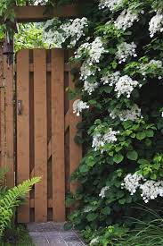Clematis montana types are amongst the quickest growing 'covering'. 20 Best Flowering Vines Best Wall Climbing Vines To Plant