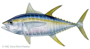 Tahukah anda apa itu ikan? Ikan Tenggiri Png 2 Png Image