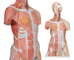 Labeled diagram human torso anatomy perfect. Dual Sex Muscle Torso Anatomy Model Deluxe 31 Parts Anatomical World Wide