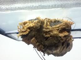 Pin On Vivarium Ideas