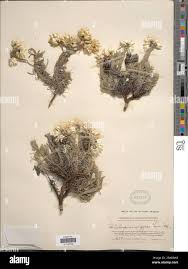 Image result for Helichrysum argyranthum
