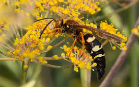 We did not find results for: Stinging Insect Guide Learn About Stinging Insects In Kansas City