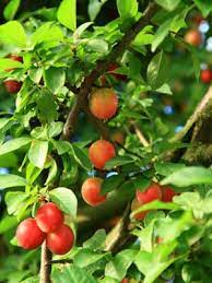We did not find results for: Fruit Tree Grow Guide