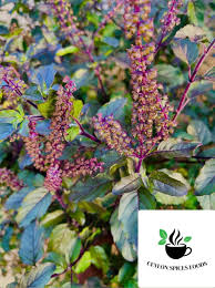 Image result for Ocimum lamiifolium