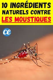Check spelling or type a new query. 12 Idees De Moustique En 2021 Moustique Anti Fourmis Contre Les Fourmis