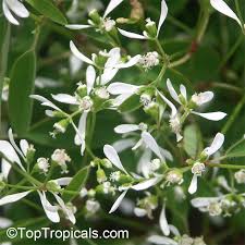 But, the plants do perform much better in warmer conditions. Euphorbia Hypericifolia Inneuphdia Diamond Frost Stardust White Sparkle Toptropicals Com