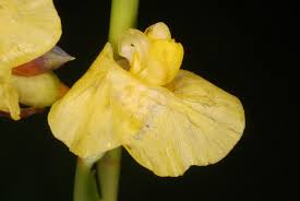 Image result for Marantochloa