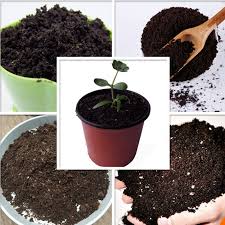 Maybe you would like to learn more about one of these? 10 G Succulents Orchid Bonsai Special Soil Nutrient Soil Plant Nutrient Running Permeability Bonsai Flower Soilgarden Supplies Nursery Pots Aliexpress