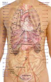 Why is my right side hurting? File Surface Projections Of The Organs Of The Trunk Png Wikimedia Commons