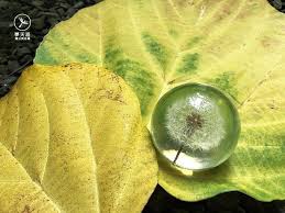 pin on 夢天涯蒲公英冰磚